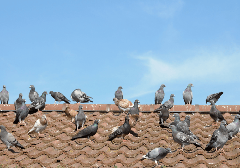 Pigeons sat on a roof