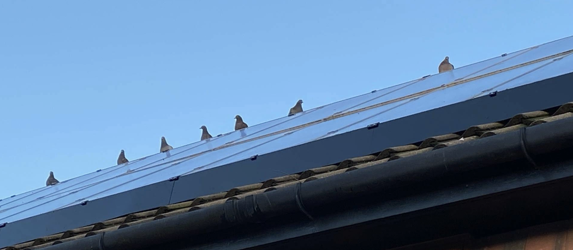 pigeons on a roof